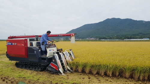▲ 신봉이강단지에서 고품질 강화섬쌀 ‘고시히카리 플러스’ 첫 수확을 하고 있다