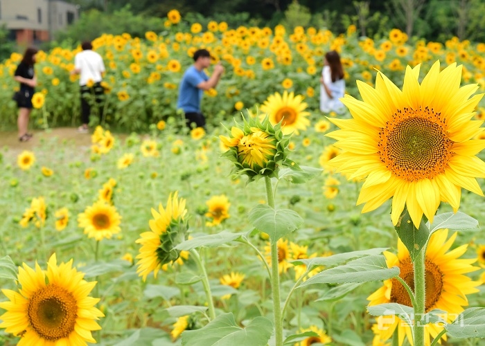 수원 광교호수공원 제2주차장 옆에 꽃이 만개했다. 사진은 꽃빛단지에 핀 해바라기 (사진=수원시)