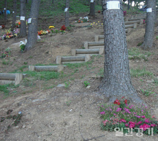 포천시는 24일 보건복지부가 주최하고 재단법인 한국장례문화진흥원이 주관하는 ‘친자연적 장례문화 확산을 위한 지역별 순회 설명회’를 개최한다. 사진은 수목장 모습. (사진=포천시)