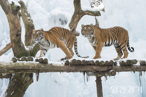 에버랜드 동물원이 눈과 얼음으로 가득한 겨울왕국으로 새롭게 선보인다. (사진=에버랜드)