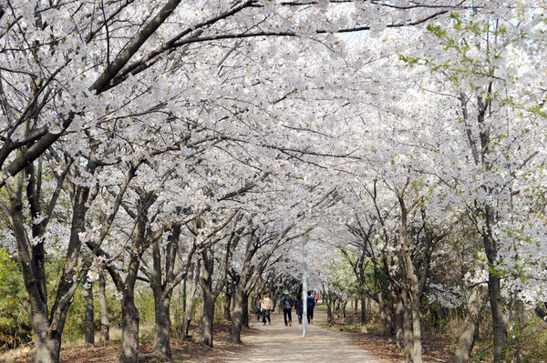 인천 중구는 코로나19 바이러스의 지역사회 확산 방지를 위해 4월 8~19일 영종국제도시 유수지공원(세계평화의 숲) 일원의 벚꽃길을 전면 폐쇄하기로 결정했다. (사진=인천 중구)