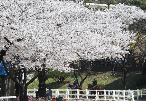시민들이 코로나19 종식 후 가장 하고 싶은 것은 국내여행인 것으로 나타났다. 사진은 과천시 렛츠런파크 서울에 만개한 벚꽃 (사진=연합뉴스)