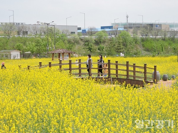 인천 계양꽃마루에 시민들이 나와 유채꽃밭을 거닐며 자연을 즐기고 있다. (사진=김동현 기자)