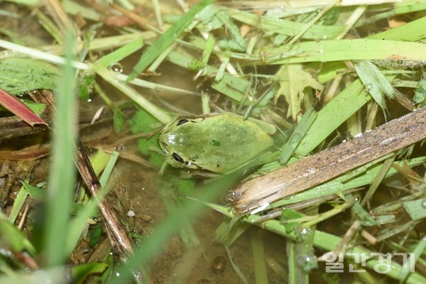 2019년 8월7일 평리동 논에서 발견된 수원청개구리(수원환경운동센터 촬영)
