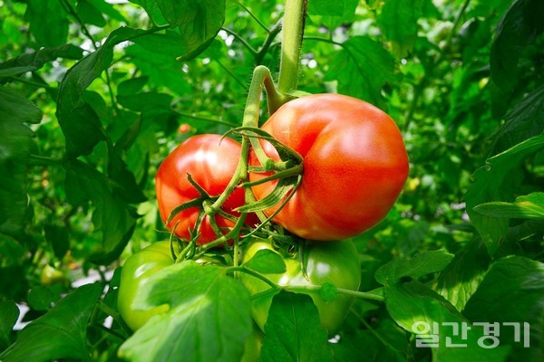 매년 6월에 열리는 퇴촌토마토축제가 코로나19로 인해 '토마토 팔아주기 운동'으로 전환돼 개최된다. (사진=광주시)