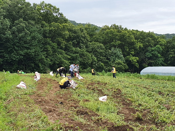 의왕시체육회·장애인체육회원 20여 명이 지난 1일 왕곡동에 소재한 친환경 감자 재배농가를 방문해 일손을 도왔다. (사진=의왕시)