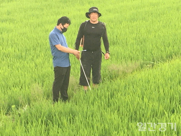 연천군은 10일부터 고품질쌀 생산을 위해 이삭거름 적기시용 및 병해충방제 중점 기술지도에 나선다. (사진=연천군)