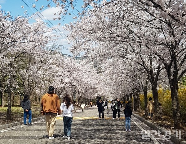 한식을 앞둔 4일 인천시 수산정수사업소 앞에 벚꽃이 활짝 피어 있다. 이날 인천은 토요일까지 내리던 비가 그쳐 기온이 급격하게 떨어져 최저기온은 9도를 기록했다. 미세먼지 농도는 전 권역이 '좋음' 수준을 보여 깨끗한 하늘을 볼 수 있었다. (사진=김동현 기자)
