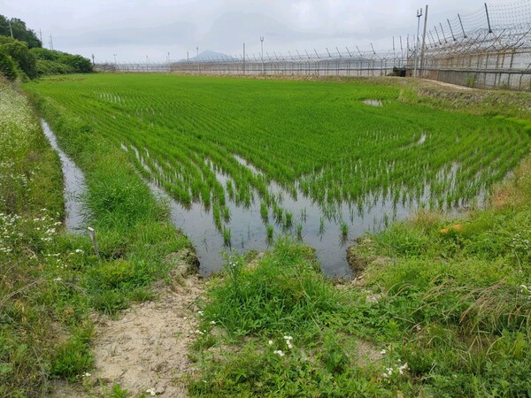 강화 양사면이 가뭄으로 모내기 시기를 놓친 송산마을의 천수답 지역에 긴급 한해대책 농업기반시설정비 사업비를 투입해 극적으로 모내기를 마쳤다. (사진=강화군)