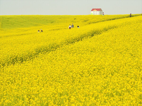 안성팜랜드의 4월,&nbsp;한쪽에는 초록이 넘실대는 호밀밭이 펼쳐지고, 또 한쪽에서는 노랑 물결 속에 유채꽃밭을 볼 수 있다. (사진=안성시)