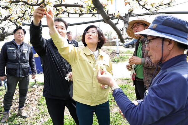 김보라 안성시장은 4월10일 배 저온피해로 고통을 겪고 있는 양성면 명목리 일원을 방문해 현장을 살폈다. (사진=안성시)