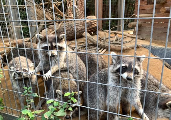 조류인플루엔자 예방을 위해 관람이 중단됐던&nbsp;인천대공원 어린이동물원이 오는 4월15일부터 다시 문을 연다. (사진=인천시)