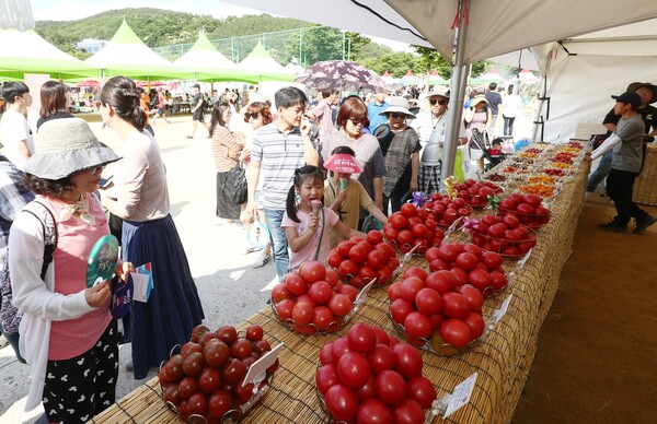 퇴촌 토마토축제에 참가한 시민들이 삼삼오오&nbsp; 빨갛게 익은 토마토를 둘러보며 고르고 있다. (사진=광주시)