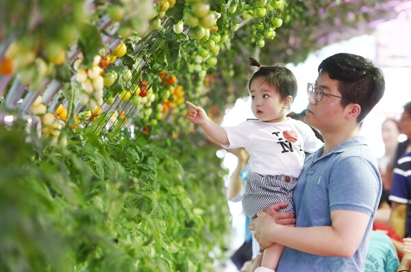 퇴촌 토마토축제 현장을 찾은 아이와 아빠가 익어가고 있는 토마토를 바라보고 있다. (사진=광주시)