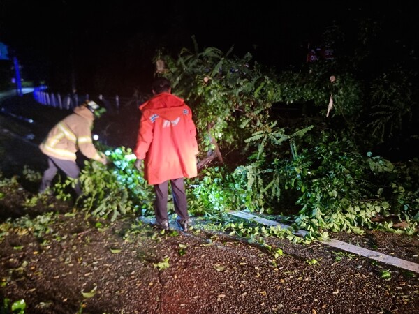 밤 사이&nbsp; 내린 폭우와 강풍으로 연천군 전곡리 한 도로에서 나무가 쓰러져 소방관들이 안전조치를 취하고 있다.(사진=경기도소방재난본부)