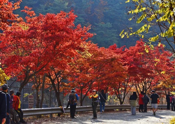 안양시가 가을을 맞아 관내 비개방 학교수목원인 서울대 관악수목원을 이달 21일부터 다음달 15일까지 26일간 개방한다고 밝혔다. (사진=안양시)