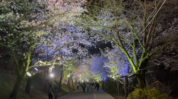 강화군이 오는 4월10일까지 고려궁지~북문 구간에서 벚꽃길 야간 관람 행사를 진행한다. (사진=강화군)