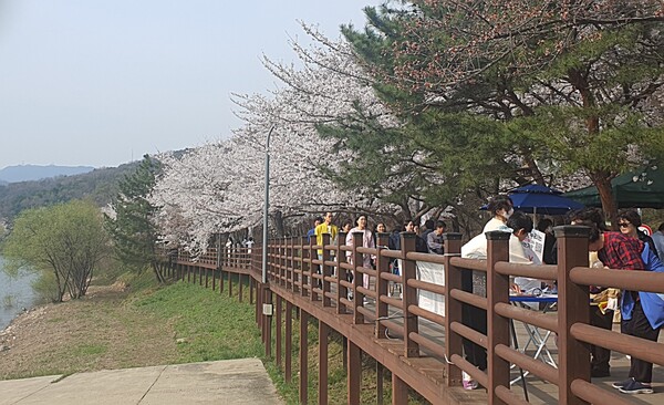 4월6일 수원 광교산 입구 광교저수지 둘레길 휴일을 맞아 등산객과 행랑객이 만개한 벚꽃을 보려 몰리면서 인산인해를 방불케했다. 이날 이곳 경기대 입구는 신호등이 빨간색을 보이며 반딧불이 화장실 이전 1km 전까지 끝이 보이지 않게 자동차들이 멈춰 정체를 보였다.