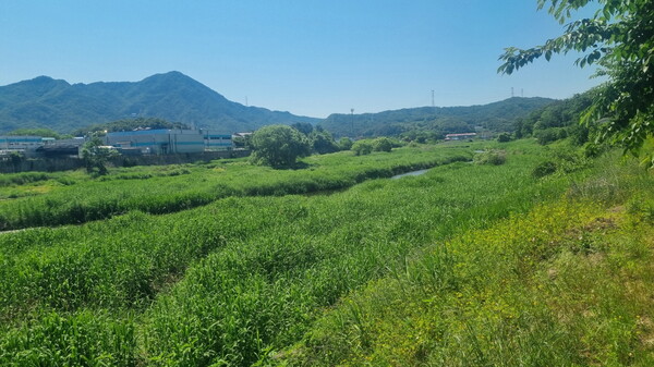 포천시는 올해 하반기부터 포천천 부지에 자생하는 갈대잎을 사료화해 지역 축산 농가에 공급하기 위한 사업을 추진한다. (사진=포천시)