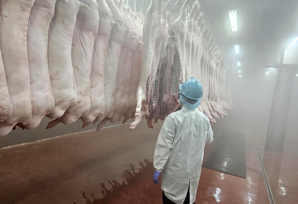 인천시는 추석을 앞두고  9월 6일까지 도축장 개장 시간을 오전 7시로 앞당겨 운영하는 한편, 보건환경연구원 소속 도축검사관이 상주 상시 위생검사를 실시한다.(사진=인천시)