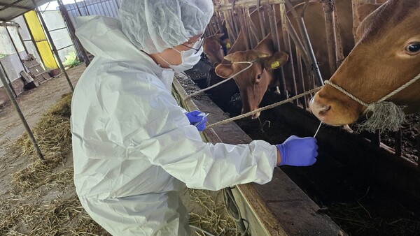 경기도는 지난 달 12일 안성 한우농장에서 발생한 럼피스킨(LSD) 관련하여, 도내 2개 시군(안성시, 이천시)에 내려졌던 방역대(발생농가 반경 5km) 내 농가의 이동제한 조치를 9월12일자로 모두 해제했다고 밝혔다. (사진=경기도)