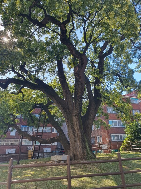 서구는 국가유산청 국비 지원사업으로 시행한 신현동 회화나무 상처치료 공사를 성공적으로 완료했다.(사진=인천 서구)