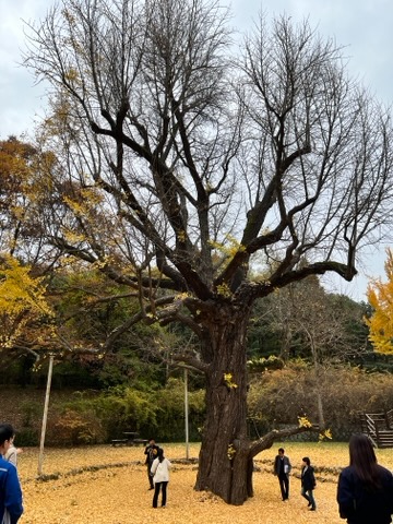 구리시가 지난 11월14일 한국석유공사 구리지사 내 수령 약 1200년으로 추정되는 은행나무의 천연기념물 지정을 위한 현장 조사를 실시했다. (사진=구리시)