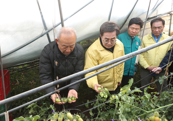 11월2일 오전 김동연 경기도지사가 정장선 평택시장 홍기원 국회의원 등과 함께 평택 비닐하우스 대설피해지역을 현장방문해 방울토마토 피해현장 확인을 하고있다.(사진=경기도)