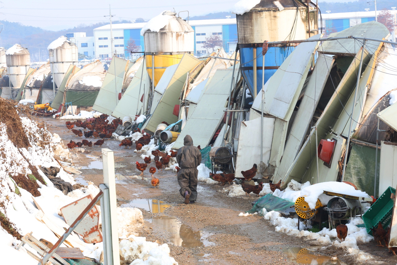 12월2일 김동연 도지사와 김보라 안성시장, 윤종군 의원 등은 폭설로 피해를 입은 관내 기업과 농장 등을 시찰하며 피해 현황 및 복구 지원 방안 등을 논의했다. 폭설피해를 본 안성 축산가. (사진=안성시)