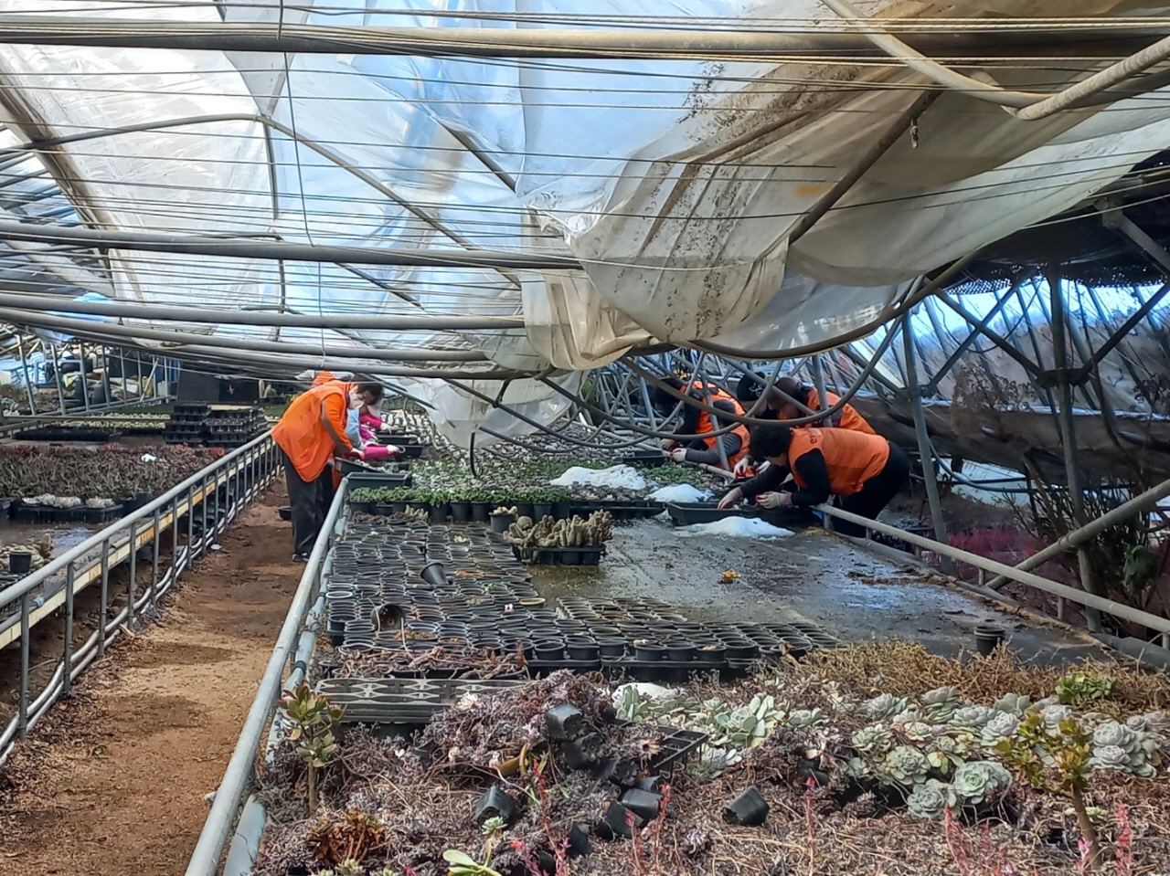 안성시가 대규모 폭설로 인한 응급 조치의 일환으로 시 예비비와 경기도 지원 예비비 등을 토대로 적극적이고 신속한 복구에 총력을 기울이고 있다. (사진=안성시)