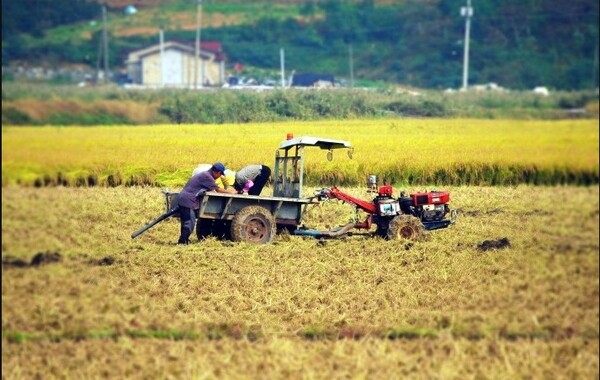 파주시는 18일 관내 192농가에 전략작물직불금 2억 5000만원과 밭작물 육성사업 지원금 1300만원을 확정, 순차적으로 지급하고 있다. (사진=일간경기DB) 
