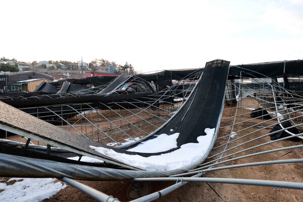 용인시 처인구가 폭설로 인한 건축물 피해 복구를 위해 건축인허가 행정을 신속하게 처리한다고 12월10일 밝혔다. 폭설에 무너진 버섯농가. (사진=용인시 처인구)