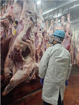 인천보건환경연구원은 3일 설 명절을 앞두고 도축장 조기 개장과 축산물 안전성 검사 강화 등 종합 대책을 시행한다고 밝혔다.(사진=인천시)