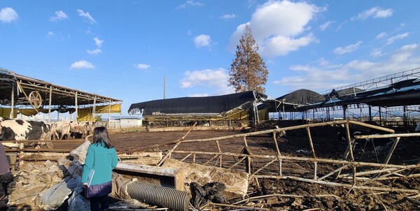 안성시는 지난해 11월27~28일 내린 폭설로 피해를 입은 축산농가에 총 108억원의 재난복구비를 지급한다고 1월15일 밝혔다. (사진=안성시)