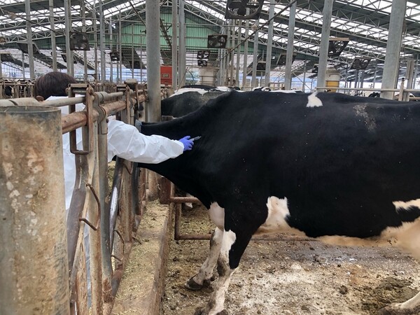 파주시는 전남 영암에서 예상치 못한 구제역이 발생한 점에 비춰 관내 소·염소 사육농가 485세대 3만 1000여 마리를 대상으로 예정보다 2주 정도 앞당겨 예방접종을 실시하고 있다. (사진=일간경기DB)