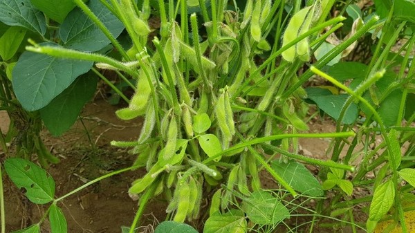 파주시는 지역 특산물인 ‘파주장단콩’의 단점을 보완한 백태 4품종과 유색콩인 밤콩·선비잡이콩·쥐눈이콩 등 7품종의 고품질 종자를 재배해 보급키로 했다. (사진=일간경기DB)