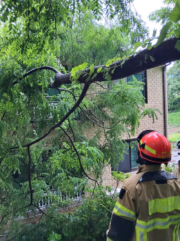 경기지역에 평균 42.1mm의 비가 내린 가운데 도로가 침수되고 나무가 쓰러지는 등 피해가 발생했다. 과천 문원동 나무 전도. (사진=경기소방재난본부)