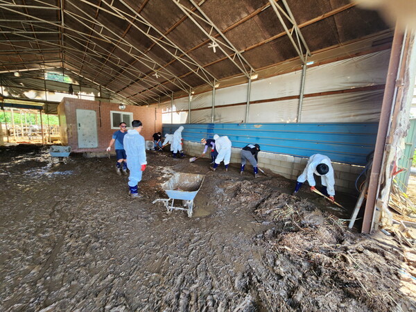 포천시가 집중호우로 피해를 입은 축산농가 복구에 총력을 기울이고 있다. (사진=포천시)