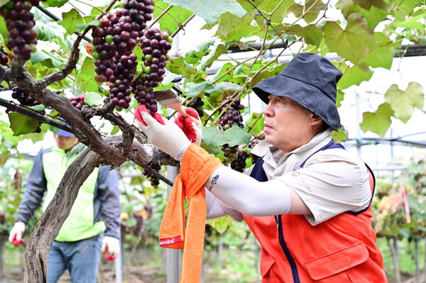 포천시청 공무원과 농협중앙회 포천시지부 농촌사랑봉사단이 지난 8월9일 집중호우로 피해를 입은 내촌면 포도농가 복구에 나섰다. (사진=포천시)