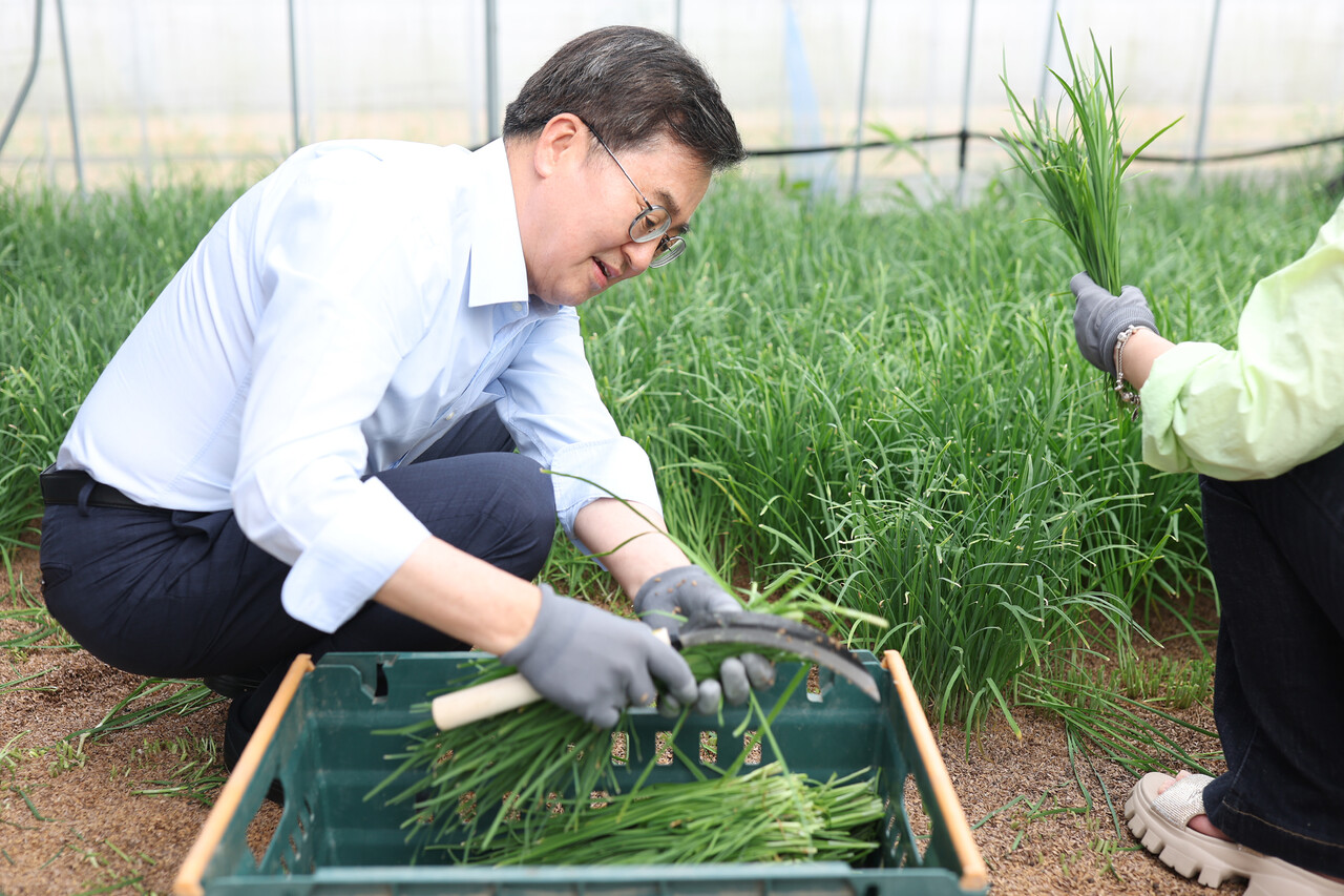 김동연 경기도지사가 8월13일  용인시 처인구 백암면의 한 친환경 부추 농가를 찾아 부추 수확과 포장 작업에 직접 참여했다. (사진=경기도)