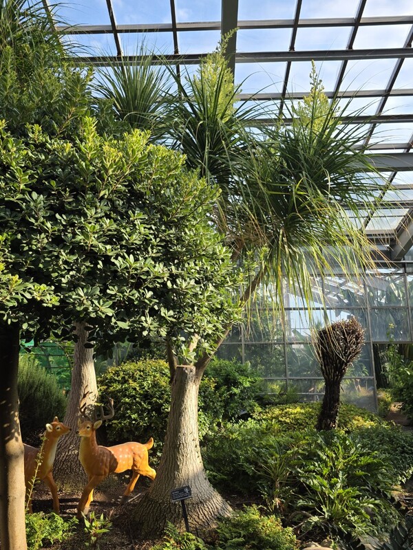 평택시농업기술센터 평택시자연테마식물원에서 20년간 가꿔 온 덕구리난이 꽃을 피워 관람객들의 관심을 끌고 있다. (사진=평택시)