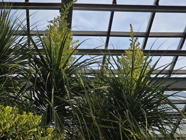 평택시농업기술센터 평택시자연테마식물원에서 20년간 가꿔 온 덕구리난이 꽃을 피워 관람객들의 관심을 끌고 있다. (사진=평택시)