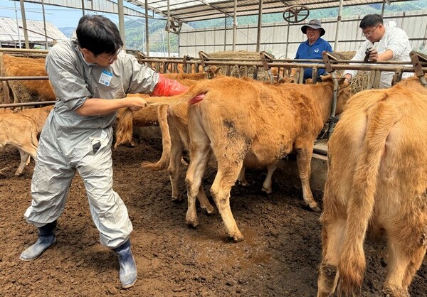 파주시는 9월1일부터 30일까지 관내 소·염소 494호 3만 2000여 마리를 사육하는 농가를 대상으로 하반기 구제역 예방 백신 일제 접종을 실시한다. (사진=일간경기DB)