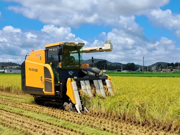 강화군은 고품질 강화섬쌀 생산을 위해 벼의 적기 수확과 적정 온도 건조 등 수확 후 품질 관리에 집중할 것을 당부했다. (사진=강화군)