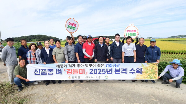 강화군이 강화섬쌀의 미래를 책임질 신품종 벼 ‘강들미’ 수확에 본격 돌입했다. 이번 수확은 강화섬쌀의 품질 경쟁력 강화와 농가 소득 증대를 목표로 추진됐다. (사진=강화군)