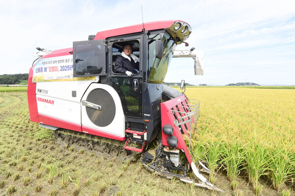 강화군이 강화섬쌀의 미래를 책임질 신품종 벼 ‘강들미’ 수확에 본격 돌입했다. 이번 수확은 강화섬쌀의 품질 경쟁력 강화와 농가 소득 증대를 목표로 추진됐다. (사진=강화군)
