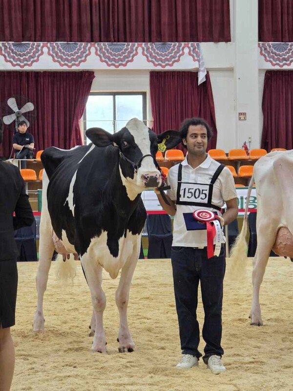 여주시 흥천면 신미목장이 2025년 제11회 서울우유 홀스타인 경진대회에서 시니어 챔피언에 선정됐다. (사진=여주시)