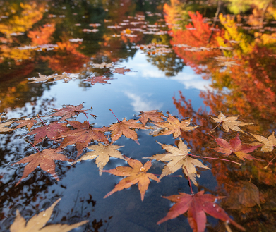 가을 단상/오희숙