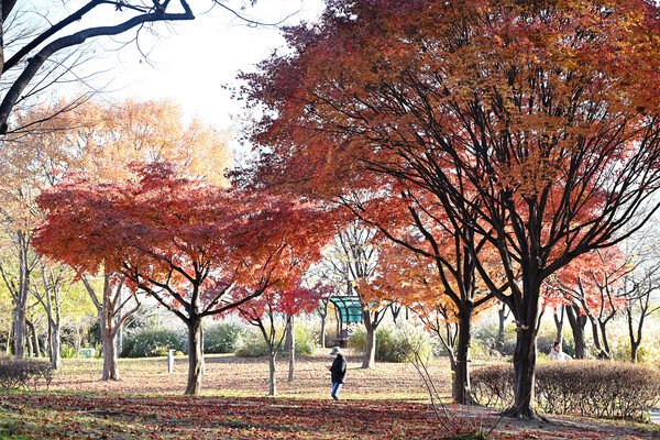시흥시 정왕동 옥구공원에 늦가을 단풍이 절정이다. 산책하는 시민들과 어우러진 공원은 한폭의 그림처럼 아름답다. (사진=시흥시)