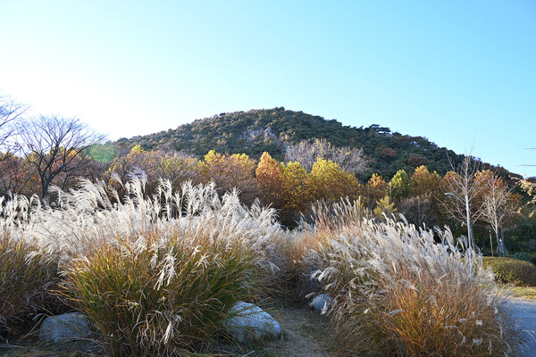 시흥시 정왕동 옥구공원에 늦가을 단풍이 절정이다. 산책하는 시민들과 어우러진 공원은 한폭의 그림처럼 아름답다. (사진=시흥시)